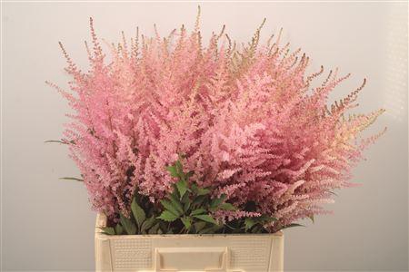 <h4>Astilbe Erika Pink</h4>