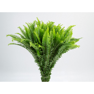 FOLHAGEM SAMAMBAIA PAULISTINHA