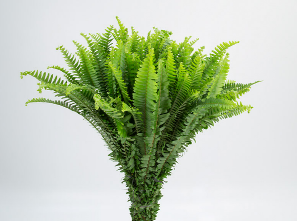 Holambelo - Loja Gran Flora