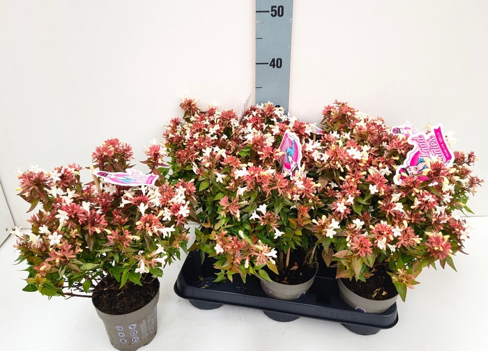 <h4>ABEL GRANDIFLORA</h4>