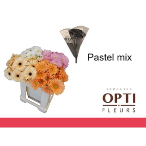 Germini Mix Pastel Water