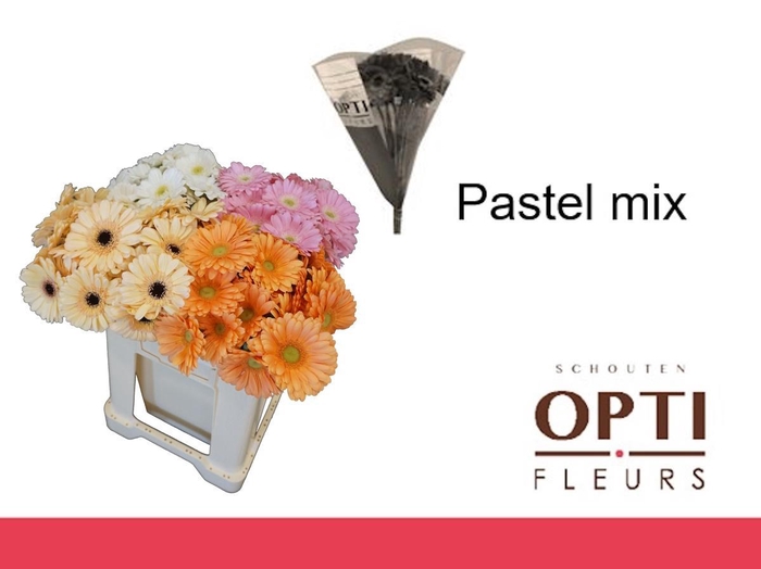 <h4>Germini Mix Pastel Water</h4>