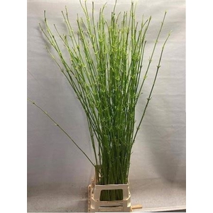 Cornus S Flaviramea Green Ex