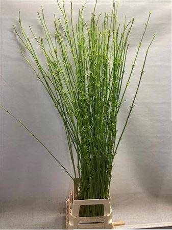 <h4>Cornus S Flaviramea Green Ex</h4>