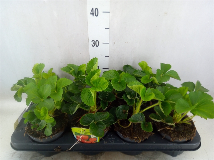 <h4>Fragaria ananassa 'Elsanta'</h4>