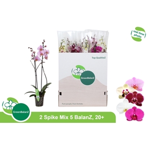 PHAL GEM 5 KL