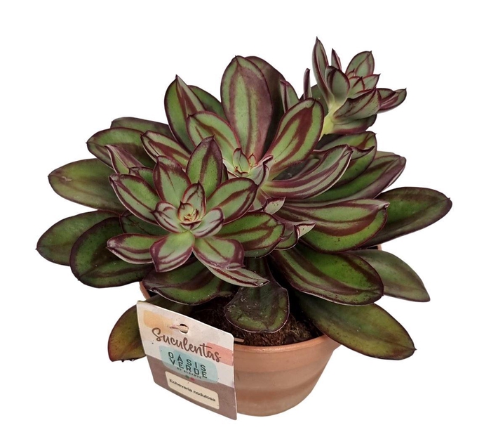 <h4>Crassula Nodulosa - 1154</h4>