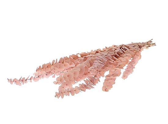 Bunch Euca Baby Bleka Pres.150g L60