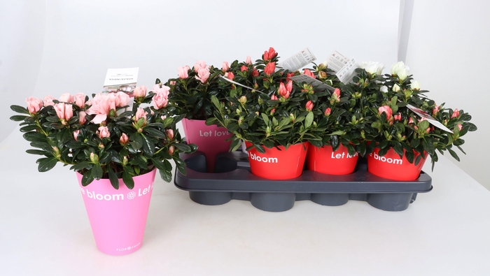 <h4>RHODO SI GEM</h4>