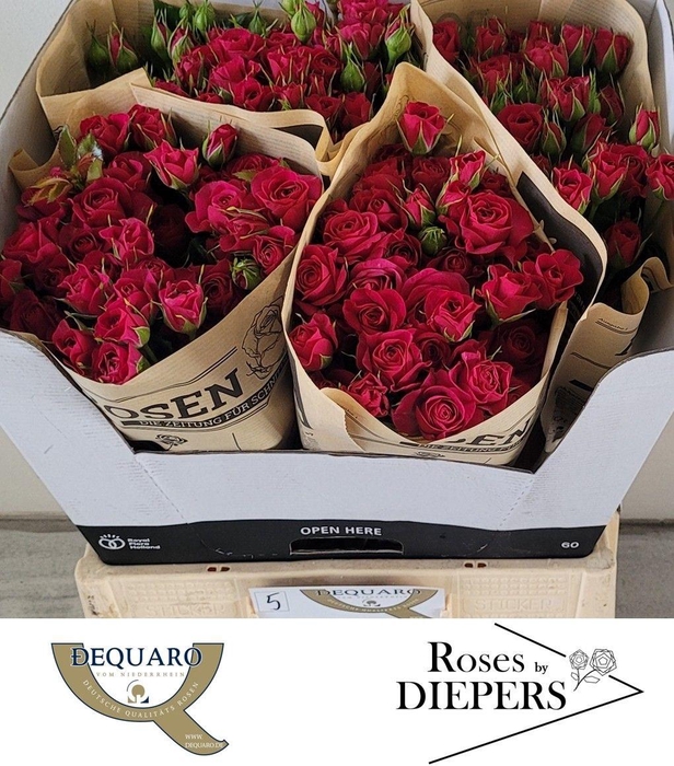 <h4>R TR CHEYENNE</h4>