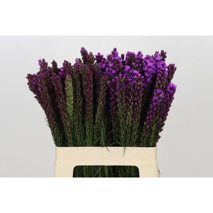 Liatris Callilepis