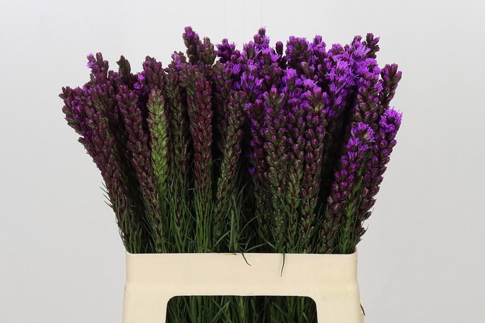 <h4>Liatris Callilepis</h4>
