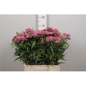 Ascl Incarnata