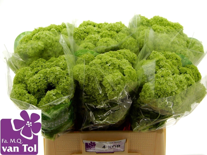 <h4>VIBURNUM ROSEUM ST</h4>