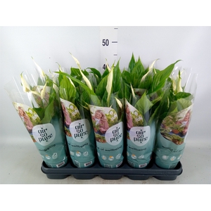 Spathiphyllum  'Torelli'