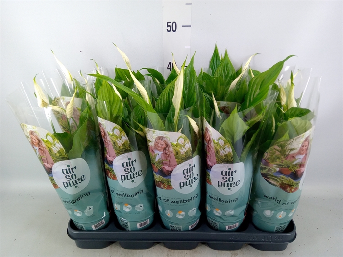 <h4>Spathiphyllum  'Torelli'</h4>