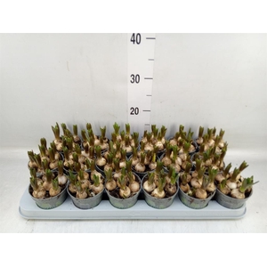 Muscari  'White Spear'