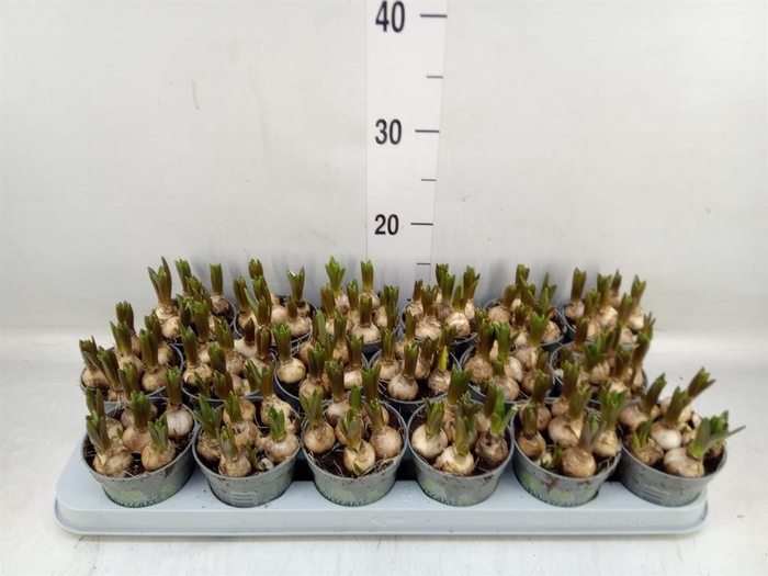 <h4>Muscari  'White Spear'</h4>