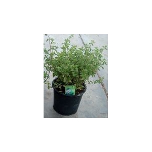 Origanum vulgare 'Compactum'