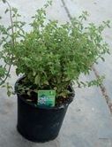 Origanum vulgare 'Compactum'