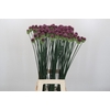 Allium Sphaerocephalon