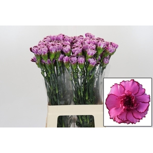 DI ST ROYAL DAMASCUS