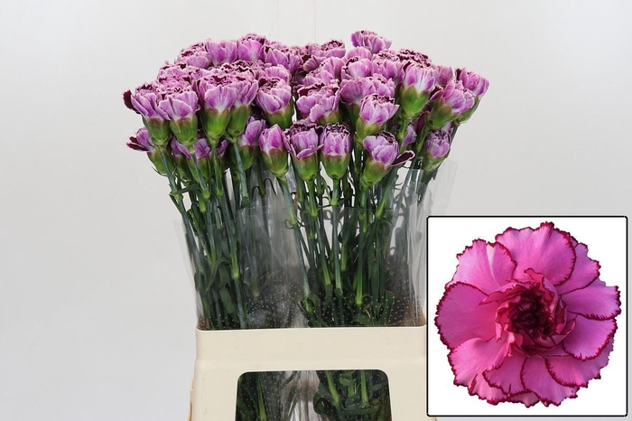 <h4>DI ST ROYAL DAMASCUS</h4>