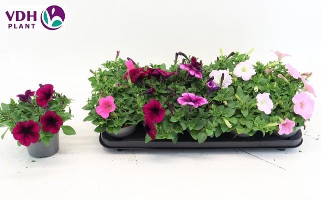 <h4>PET FOR MIX P12</h4>