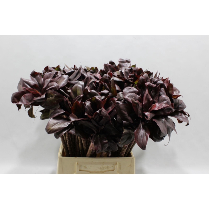 <h4>Cordyline Compacta Black 50 Cm</h4>