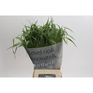 PANICUM VIRGATUM 'FOUNTAIN'