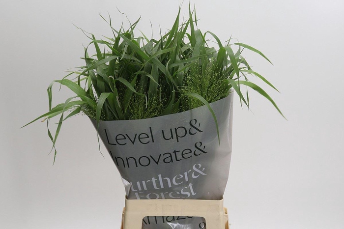<h4>PANICUM VIRGATUM 'FOUNTAIN'</h4>