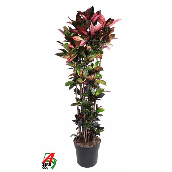 <h4>Codiaeum variegatum kleinbladig 'Mrs Iceton'</h4>
