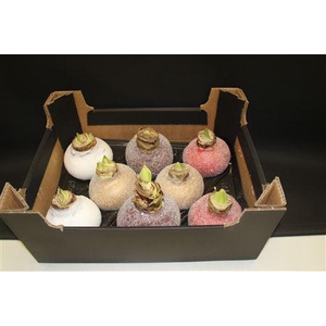 Amaryllis Bol Mix Glitter