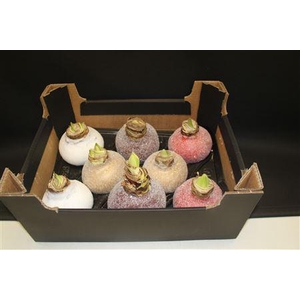 Amaryllis Bol Mix Glitter