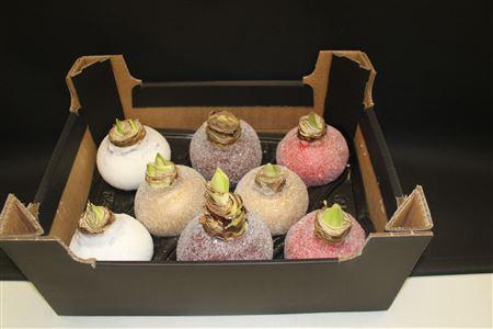 <h4>Amaryllis Bol Mix Glitter</h4>