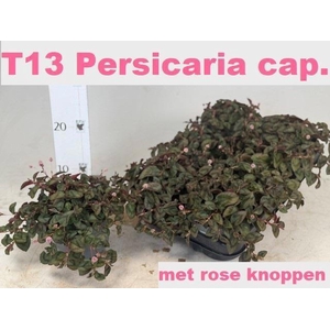 Persi Capitata