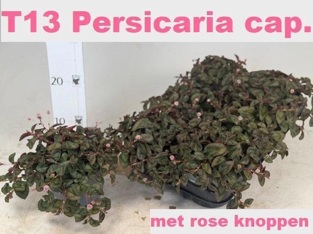 <h4>Persi Capitata</h4>