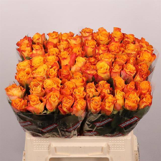 <h4>Rosa large marie-claire!</h4>