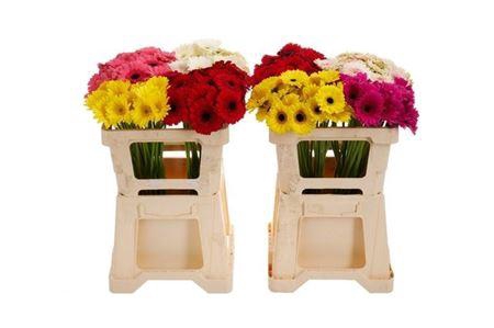 <h4>Ge Mi Gemengd</h4>