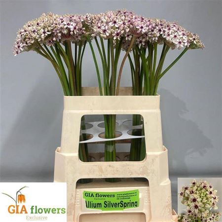 <h4>Allium Silverspring</h4>