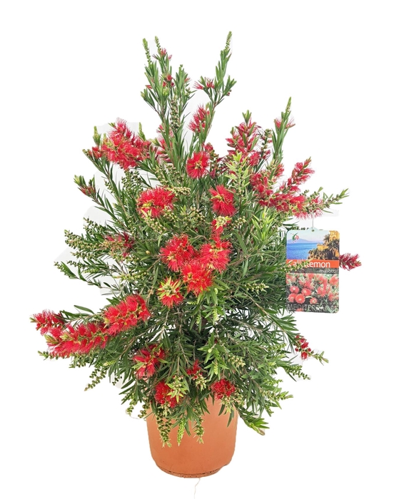 <h4>Callistemon masotti</h4>