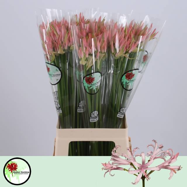 <h4>Nerine Vesta Light Pink Wubben</h4>