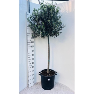 Olea europaea on stem