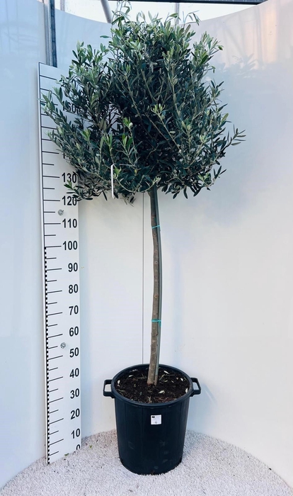 <h4>Olea europaea on stem</h4>