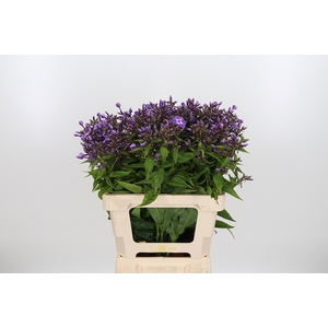 Phlox Laura