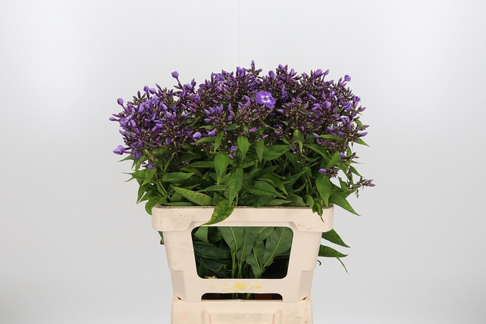<h4>Phlox Laura</h4>