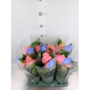 Anthurium andr. 'Joli'