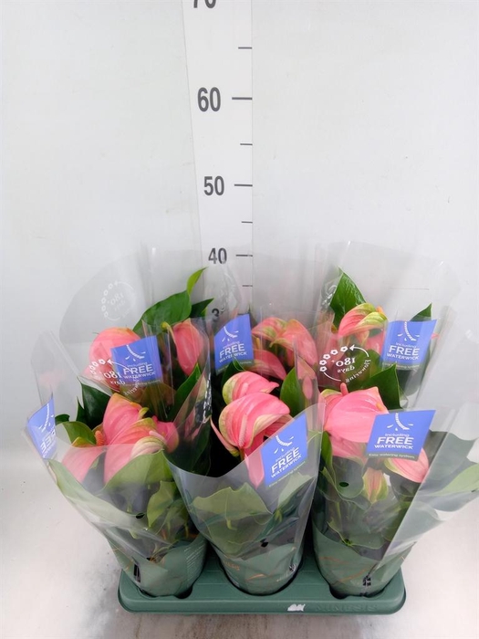 <h4>Anthurium andr. 'Joli'</h4>