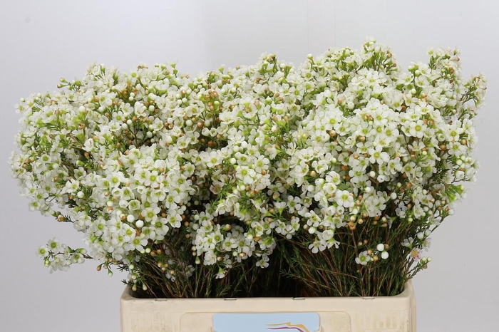 <h4>Chamelaucium Dawn Pearl</h4>