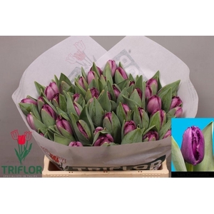 Tulipa fr san clemente